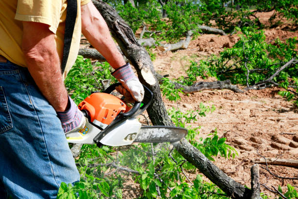 Best Emergency Storm Tree Removal  in Mford, IL